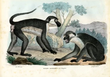 Mangabey, 1863-79